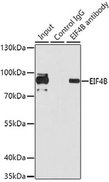 Anti-eIF4B antibody used in Immunoprecipitation (IP). GTX33175