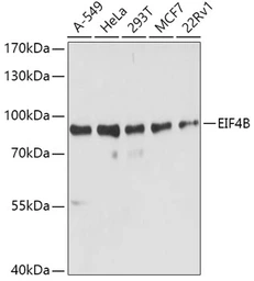 Anti-eIF4B antibody used in Western Blot (WB). GTX33175
