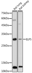 Anti-ELF5 antibody used in Western Blot (WB). GTX33178