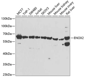 Anti-ENOX2 antibody used in Western Blot (WB). GTX33180