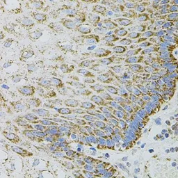 Anti-EPO antibody used in IHC (Paraffin sections) (IHC-P). GTX33183