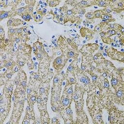 Anti-EPO antibody used in IHC (Paraffin sections) (IHC-P). GTX33183
