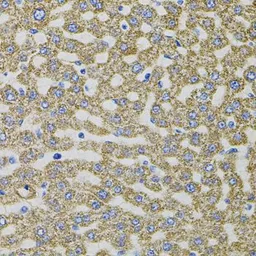 Anti-EPO antibody used in IHC (Paraffin sections) (IHC-P). GTX33183