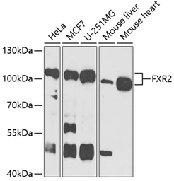 Anti-FXR2 antibody used in Western Blot (WB). GTX33207