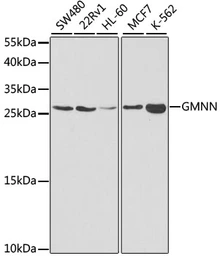 Anti-Geminin antibody used in Western Blot (WB). GTX33218