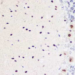 Anti-Geminin antibody used in IHC (Paraffin sections) (IHC-P). GTX33218