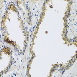 Anti-GFER antibody used in IHC (Paraffin sections) (IHC-P). GTX33219