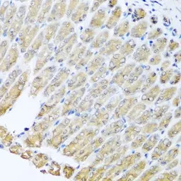 Anti-GFER antibody used in IHC (Paraffin sections) (IHC-P). GTX33219