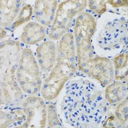 Anti-GFER antibody used in IHC (Paraffin sections) (IHC-P). GTX33219