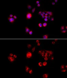 Anti-GLUD2 antibody used in Immunocytochemistry/ Immunofluorescence (ICC/IF). GTX33220