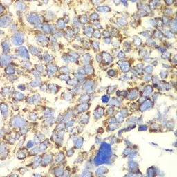 Anti-GLUD2 antibody used in IHC (Paraffin sections) (IHC-P). GTX33220