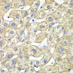 Anti-GLUD2 antibody used in IHC (Paraffin sections) (IHC-P). GTX33220