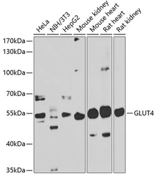 Anti-GLUT4 antibody used in Western Blot (WB). GTX33221