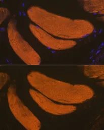 Anti-GLUT4 antibody used in IHC (Paraffin sections) (IHC-P). GTX33221