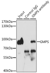 Anti-GMP synthase antibody used in Immunoprecipitation (IP). GTX33223