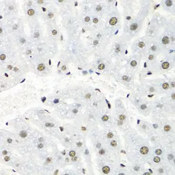 Anti-hnRNP R antibody used in IHC (Paraffin sections) (IHC-P). GTX33244