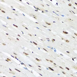 Anti-hnRNP R antibody used in IHC (Paraffin sections) (IHC-P). GTX33244