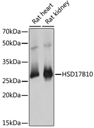 Anti-ERAB antibody used in Western Blot (WB). GTX33249