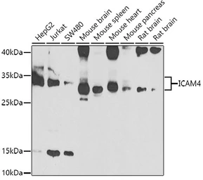 Anti-ICAM4 antibody used in Western Blot (WB). GTX33254