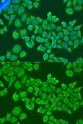 Anti-IGF2BP2 antibody used in Immunocytochemistry/ Immunofluorescence (ICC/IF). GTX33256