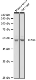 Anti-IRAK4 antibody used in Western Blot (WB). GTX33274