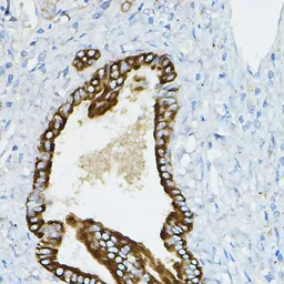 Anti-IRAK4 antibody used in IHC (Paraffin sections) (IHC-P). GTX33274