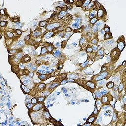 Anti-IRAK4 antibody used in IHC (Paraffin sections) (IHC-P). GTX33274