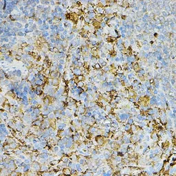 Anti-IRAK4 antibody used in IHC (Paraffin sections) (IHC-P). GTX33274