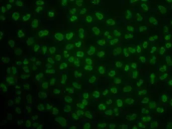 Anti-KHDRBS3 antibody used in Immunocytochemistry/ Immunofluorescence (ICC/IF). GTX33284