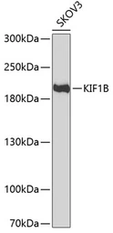 Anti-KIF1B antibody used in Western Blot (WB). GTX33285