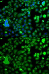 Anti-KLF9 antibody used in Immunocytochemistry/ Immunofluorescence (ICC/IF). GTX33288