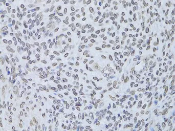 Anti-Lamin B2 antibody used in IHC (Paraffin sections) (IHC-P). GTX33292