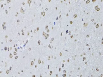 Anti-Lamin B2 antibody used in IHC (Paraffin sections) (IHC-P). GTX33292