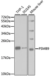 Anti-LMP2 antibody used in Western Blot (WB). GTX33298