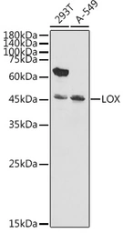 Anti-LOX antibody used in Western Blot (WB). GTX33299