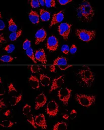 Anti-LRP130 antibody used in Immunocytochemistry/ Immunofluorescence (ICC/IF). GTX33302