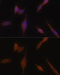Anti-Melanophilin antibody used in Immunocytochemistry/ Immunofluorescence (ICC/IF). GTX33313