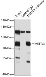 Anti-METTL3 antibody used in Immunoprecipitation (IP). GTX33315
