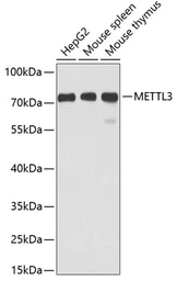 Anti-METTL3 antibody used in Western Blot (WB). GTX33315
