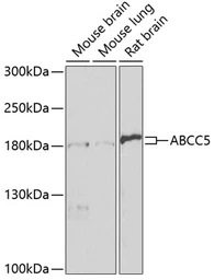 Anti-MRP5 antibody used in Western Blot (WB). GTX33324