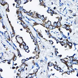 Anti-MSRB2 antibody used in IHC (Paraffin sections) (IHC-P). GTX33327