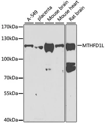 Anti-MTHFD1L antibody used in Western Blot (WB). GTX33331
