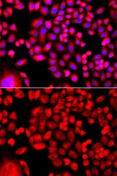Anti-MTHFD1L antibody used in Immunocytochemistry/ Immunofluorescence (ICC/IF). GTX33331
