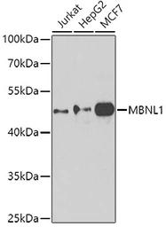 Anti-Muscleblind-like 1 antibody used in Western Blot (WB). GTX33335