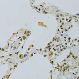 Anti-NLK antibody used in IHC (Paraffin sections) (IHC-P). GTX33359