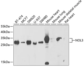 Anti-NOL3 antibody used in Western Blot (WB). GTX33361