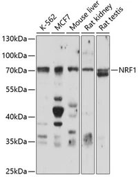 Anti-NRF1 antibody used in Western Blot (WB). GTX33367