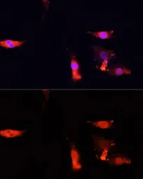 Anti-NRF1 antibody used in Immunocytochemistry/ Immunofluorescence (ICC/IF). GTX33367