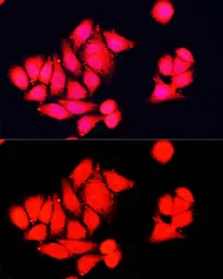 Anti-NRF1 antibody used in Immunocytochemistry/ Immunofluorescence (ICC/IF). GTX33367