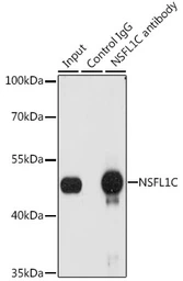 Anti-NSFL1C antibody used in Immunoprecipitation (IP). GTX33368